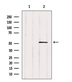 Invitrogen MiTF Polyclonal Antibody 100 &mu;L; Unconjugated:Antibodies,