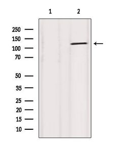 Invitrogen ATP1A1 Polyclonal Antibody 100 &mu;L; Unconjugated:Antibodies,