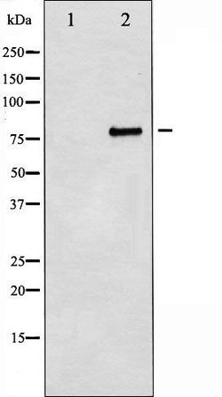 Invitrogen Myb Polyclonal Antibody 100 &mu;L | Buy Online | Invitrogen&trade; | Fisher Scientific
