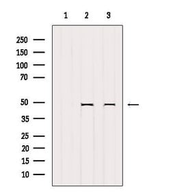 Invitrogen VDR Polyclonal Antibody 100 &mu;L; Unconjugated:Antibodies,