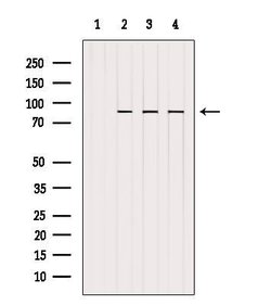 Invitrogen GYS1 Polyclonal Antibody 100 &mu;L; Unconjugated:Antibodies,