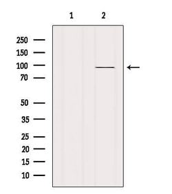 Invitrogen VAV1 Polyclonal Antibody 100 &mu;L; Unconjugated:Antibodies,