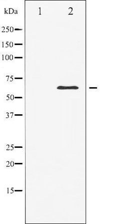 Invitrogen Elk1 Polyclonal Antibody 100 &mu;L; Unconjugated:Antibodies,