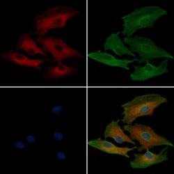 Invitrogen Filamin A Polyclonal Antibody 100 &mu;L; Unconjugated:Antibodies,