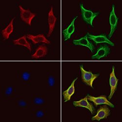 Invitrogen Filamin A Polyclonal Antibody 100 &mu;L; Unconjugated:Antibodies,