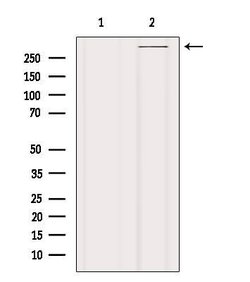 Invitrogen Filamin A Polyclonal Antibody 100 &mu;L; Unconjugated:Antibodies,