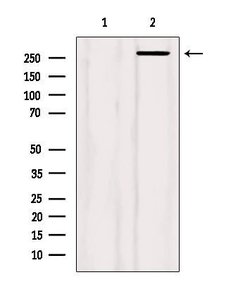 Invitrogen Filamin A Polyclonal Antibody 100 &mu;L; Unconjugated:Antibodies,