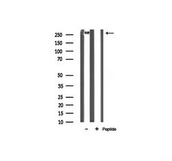 Invitrogen Filamin A Polyclonal Antibody 100 &mu;L; Unconjugated:Antibodies,
