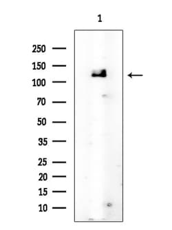 Invitrogen c-Cbl Polyclonal Antibody 100 &mu;L; Unconjugated:Antibodies,