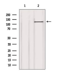 Invitrogen c-Cbl Polyclonal Antibody 100 &mu;L; Unconjugated:Antibodies,