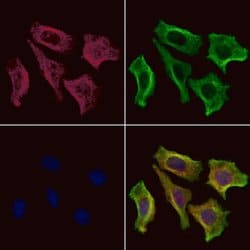 Invitrogen SHC Polyclonal Antibody 100 &mu;L; Unconjugated:Antibodies,