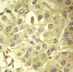 Invitrogen SHC Polyclonal Antibody 100 &mu;L; Unconjugated:Antibodies,