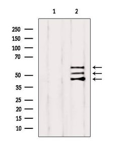 Invitrogen SHC Polyclonal Antibody 100 &mu;L; Unconjugated:Antibodies,
