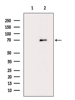 Invitrogen SHC Polyclonal Antibody 100 &mu;L; Unconjugated:Antibodies,