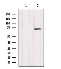 Invitrogen SHC Polyclonal Antibody 100 &mu;L; Unconjugated:Antibodies,