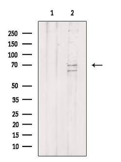 Invitrogen SHC Polyclonal Antibody 100 &mu;L; Unconjugated:Antibodies,