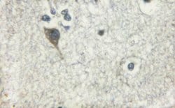 Invitrogen alpha Adducin Polyclonal Antibody 100 &mu;L; Unconjugated:Antibodies,