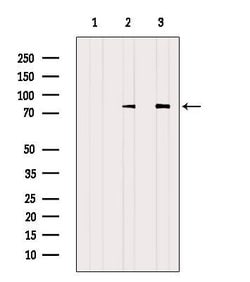Invitrogen alpha Adducin Polyclonal Antibody 100 &mu;L; Unconjugated:Antibodies,