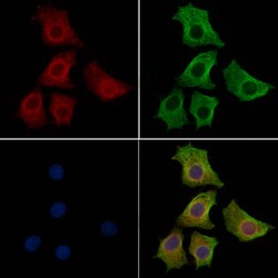 Invitrogen JNK1/JNK2/JNK3 Polyclonal Antibody 100 &mu;L; Unconjugated:Antibodies,