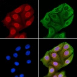 Invitrogen JNK1/JNK2/JNK3 Polyclonal Antibody 100 &mu;L; Unconjugated:Antibodies,