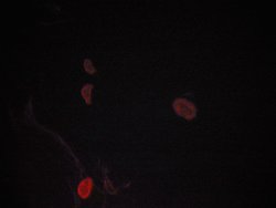 Invitrogen JNK1/JNK2/JNK3 Polyclonal Antibody 100 &mu;L; Unconjugated:Antibodies,