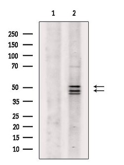 Invitrogen JNK1/JNK2/JNK3 Polyclonal Antibody 100 &mu;L; Unconjugated:Antibodies,