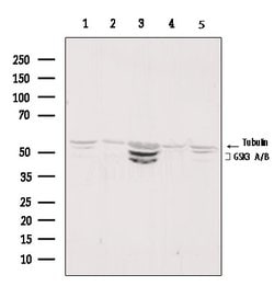 Invitrogen GSK3 alpha/beta Polyclonal Antibody 100 &mu;L; Unconjugated:Antibodies,