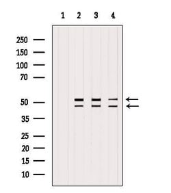 Invitrogen GSK3 alpha/beta Polyclonal Antibody 100 &mu;L; Unconjugated:Antibodies,