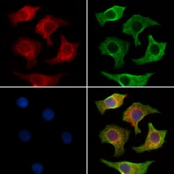 Invitrogen GSK3 alpha/beta Polyclonal Antibody 100 &mu;L; Unconjugated:Antibodies,