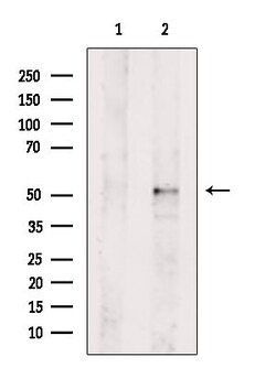 Invitrogen GSK3 alpha/beta Polyclonal Antibody 100 &mu;L; Unconjugated:Antibodies,