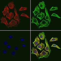 Invitrogen RHOA Polyclonal Antibody 100 &mu;L; Unconjugated:Antibodies,