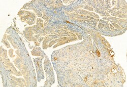 Invitrogen RHOA Polyclonal Antibody 100 &mu;L; Unconjugated:Antibodies,