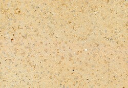 Invitrogen RHOA Polyclonal Antibody 100 &mu;L; Unconjugated:Antibodies,