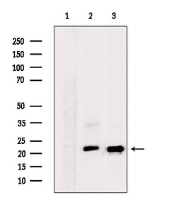 Invitrogen RHOA Polyclonal Antibody 100 &mu;L; Unconjugated:Antibodies,