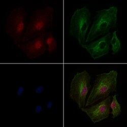 Invitrogen Histone H3 Polyclonal Antibody 100 &mu;L; Unconjugated:Antibodies,