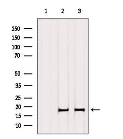 Invitrogen Histone H3 Polyclonal Antibody 100 &mu;L; Unconjugated:Antibodies,