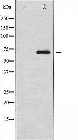Invitrogen RelB Polyclonal Antibody 100 &mu;L; Unconjugated:Antibodies,