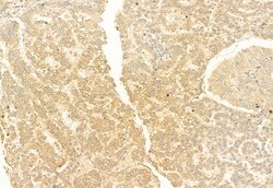 Invitrogen MEK1/MEK2 Polyclonal Antibody 100 &mu;L; Unconjugated:Antibodies,