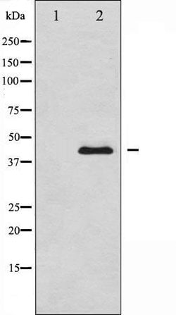 Invitrogen MEK1/MEK2 Polyclonal Antibody 100 &mu;L; Unconjugated:Antibodies,