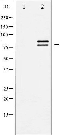 Invitrogen HSL Polyclonal Antibody 100 &mu;L | Buy Online | Invitrogen&trade; | Fisher Scientific