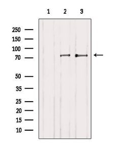 Invitrogen PKC delta Polyclonal Antibody 100 &mu;L; Unconjugated:Antibodies,