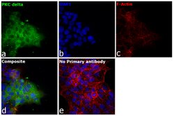 Invitrogen PKC delta Polyclonal Antibody 100 &mu;L; Unconjugated:Antibodies,