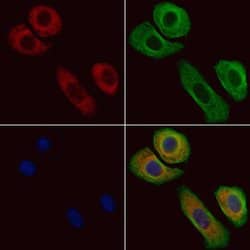 Invitrogen NFATC3 Polyclonal Antibody 100 &mu;L | Buy Online | Invitrogen&trade; | Fisher Scientific