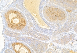 Invitrogen Acetyl-CoA Carboxylase Polyclonal Antibody 100 &mu;L; Unconjugated:Antibodies,