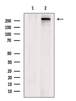 Invitrogen Acetyl-CoA Carboxylase Polyclonal Antibody 100 &mu;L; Unconjugated:Antibodies,