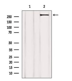 Invitrogen Acetyl-CoA Carboxylase Polyclonal Antibody 100 &mu;L; Unconjugated:Antibodies,