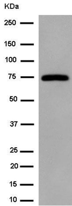 Invitrogen G3BP1 Polyclonal Antibody 100 &mu;L; Unconjugated:Antibodies,