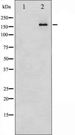 Invitrogen TRAP220 Polyclonal Antibody 100 &mu;L | Buy Online | Invitrogen&trade; | Fisher Scientific