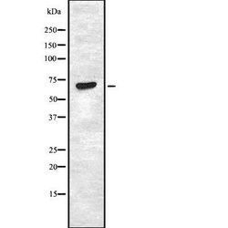 Invitrogen LKB1 Polyclonal Antibody 100 μL; Unconjugated:Antibodies,