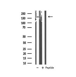 GRF-1 Polyclonal Antibody:Antibodies, Polyclonal